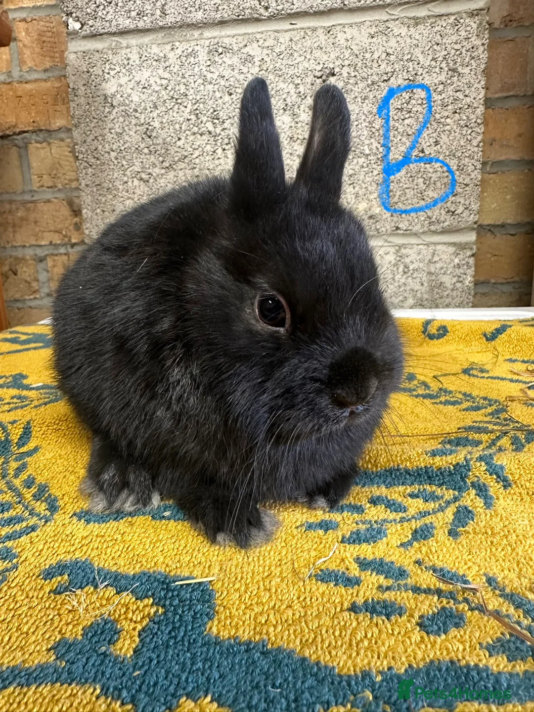 Netherland Dwarf rabbits for sale: Pair of Netherland Dwarf Rabbits for sale  - Advert 2