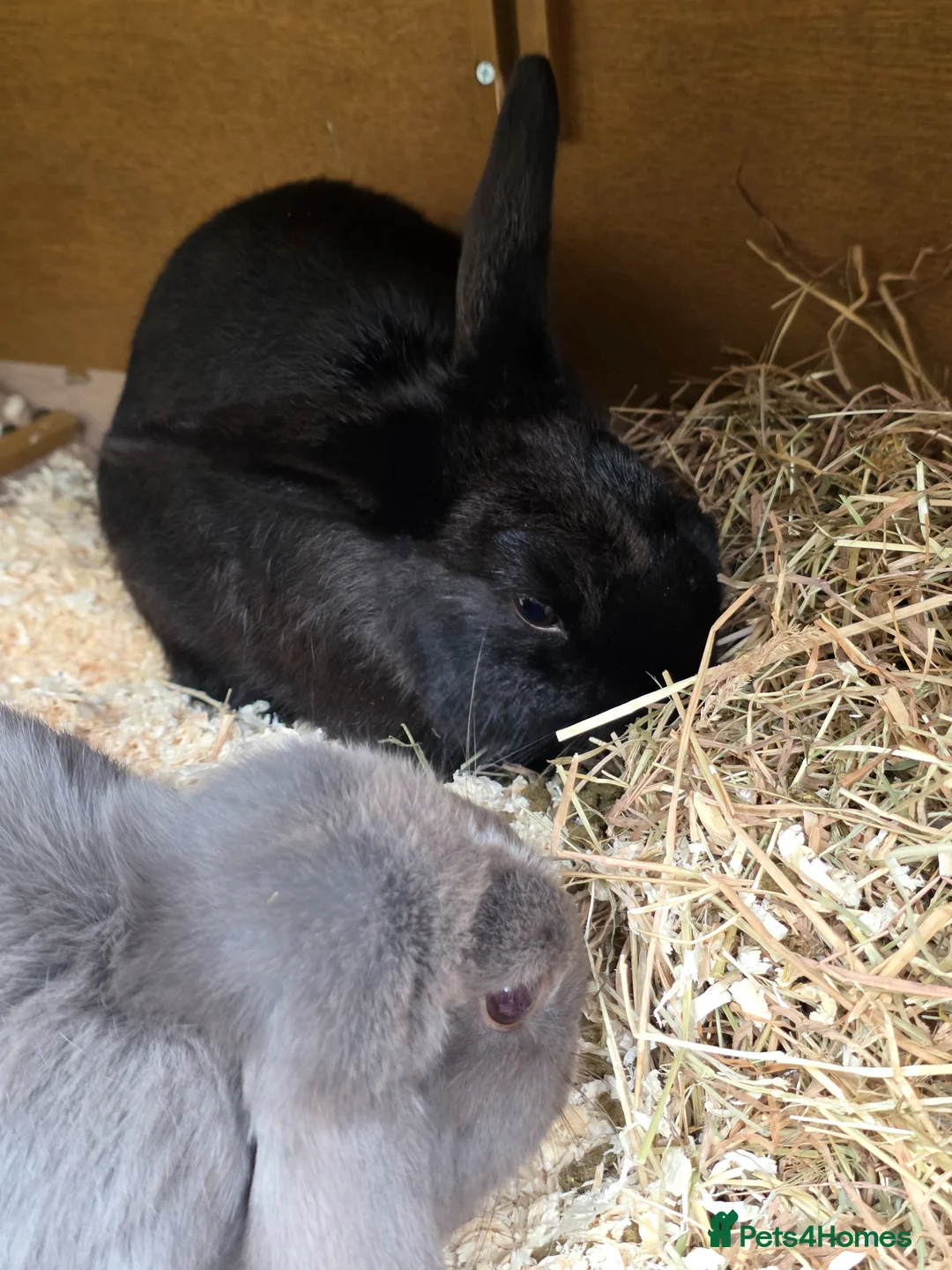 Mixed Breed rabbits for sale: 3 x Netherland Dwarf Harlequin mix bunnies - Advert 1