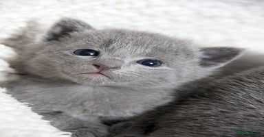 Russian Blue cats - Advert 10