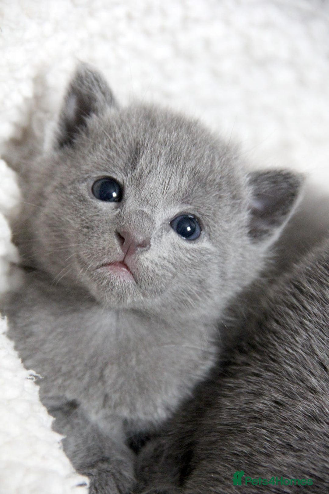 Russian Blue cats for sale: Pure Russian Blue Kittens Available  - Image 2