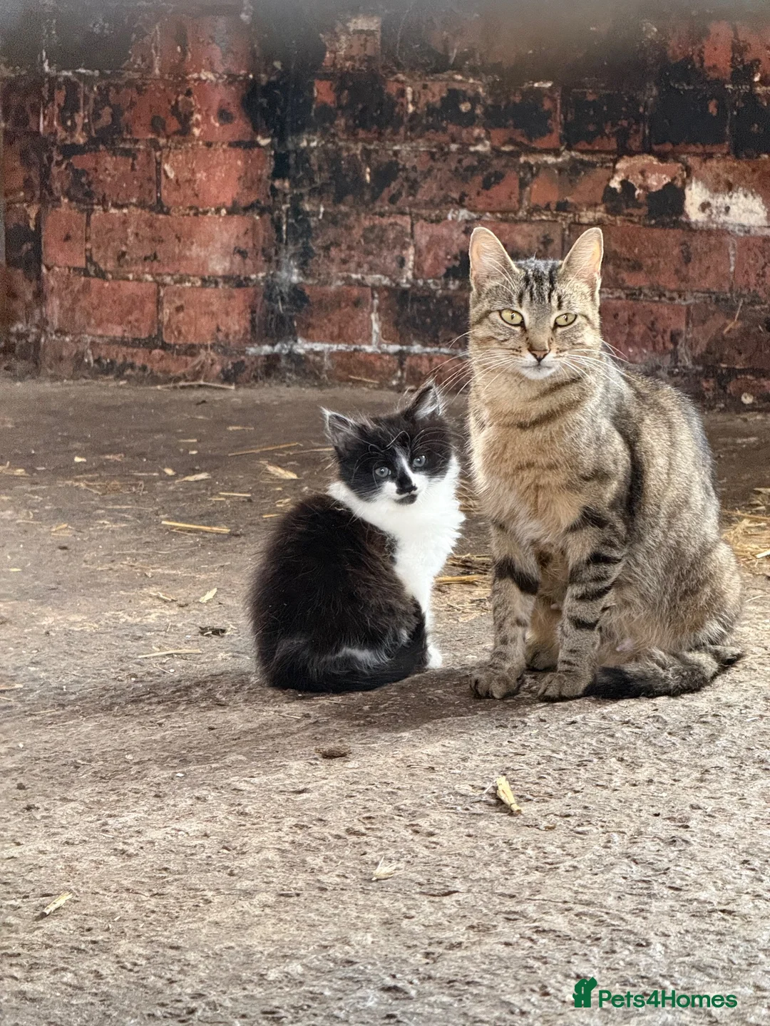 Mixed Breed cats for sale: 3 Beautiful Kittens for Sale - Advert 21
