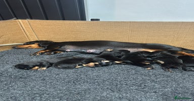 Dachshund dogs Dachund - Advert 16