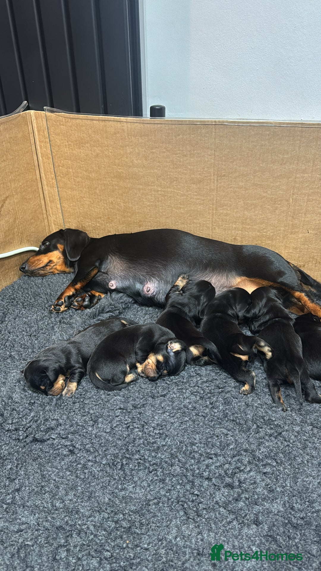 Dachshund dogs for sale: Dachund - Image 3