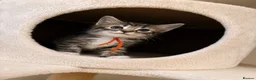 Ragcoon cats for sale: Ragcoon kittens 🐾  - Advert 8