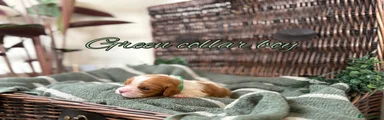 Cavalier King Charles Spaniel 4