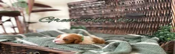 Cavalier King Charles Spaniel dogs for sale: CLEAR HEALTH TESTED cavalier King Charles pups - Advert 3