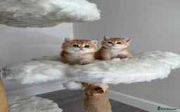 British Shorthair cats for sale: Golden Blue British Shorthair kittens  - Image 29