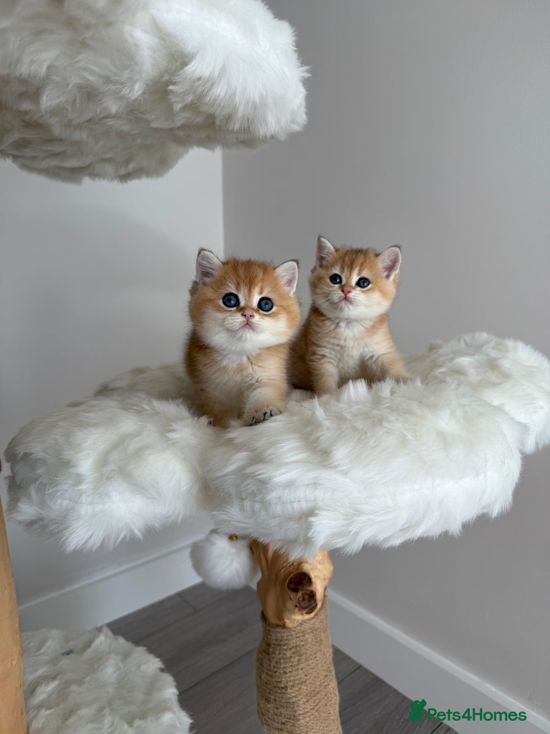 British Shorthair cats for sale: Golden Blue British Shorthair kittens  - Image 29