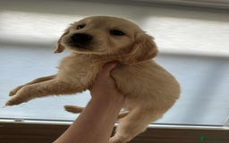 Golden Retriever dogs for sale: 7 kc golden retrievers left  - Image 3