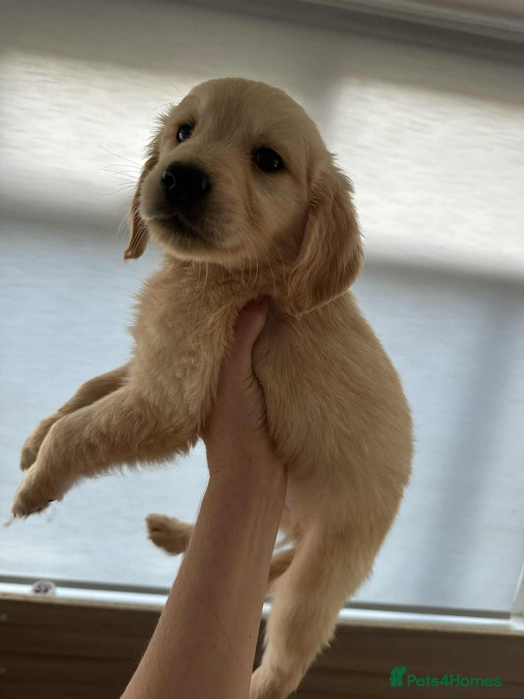 Golden Retriever dogs for sale: 7 kc golden retrievers left  - Image 3