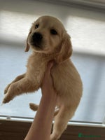Golden Retriever dogs - Advert 1