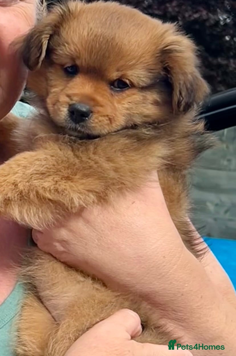 Mixed Breed dogs Beautiful mix Maltese, and Yorky poo - Advert 13