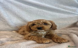Cavapoo dogs for sale: Health tested cavapoo puppies - Image 6