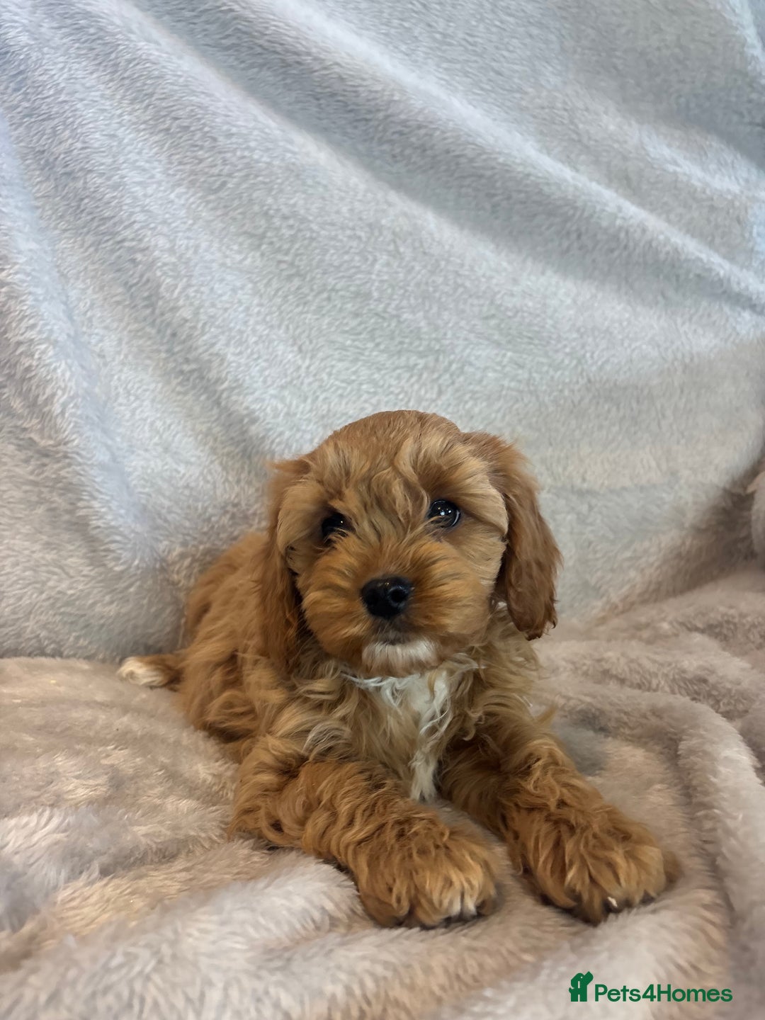 Cavapoo dogs for sale: Health tested cavapoo puppies - Image 6