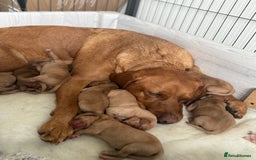 Labrador Retriever dogs for sale: Fox Red Labrador puppies  - Image 3