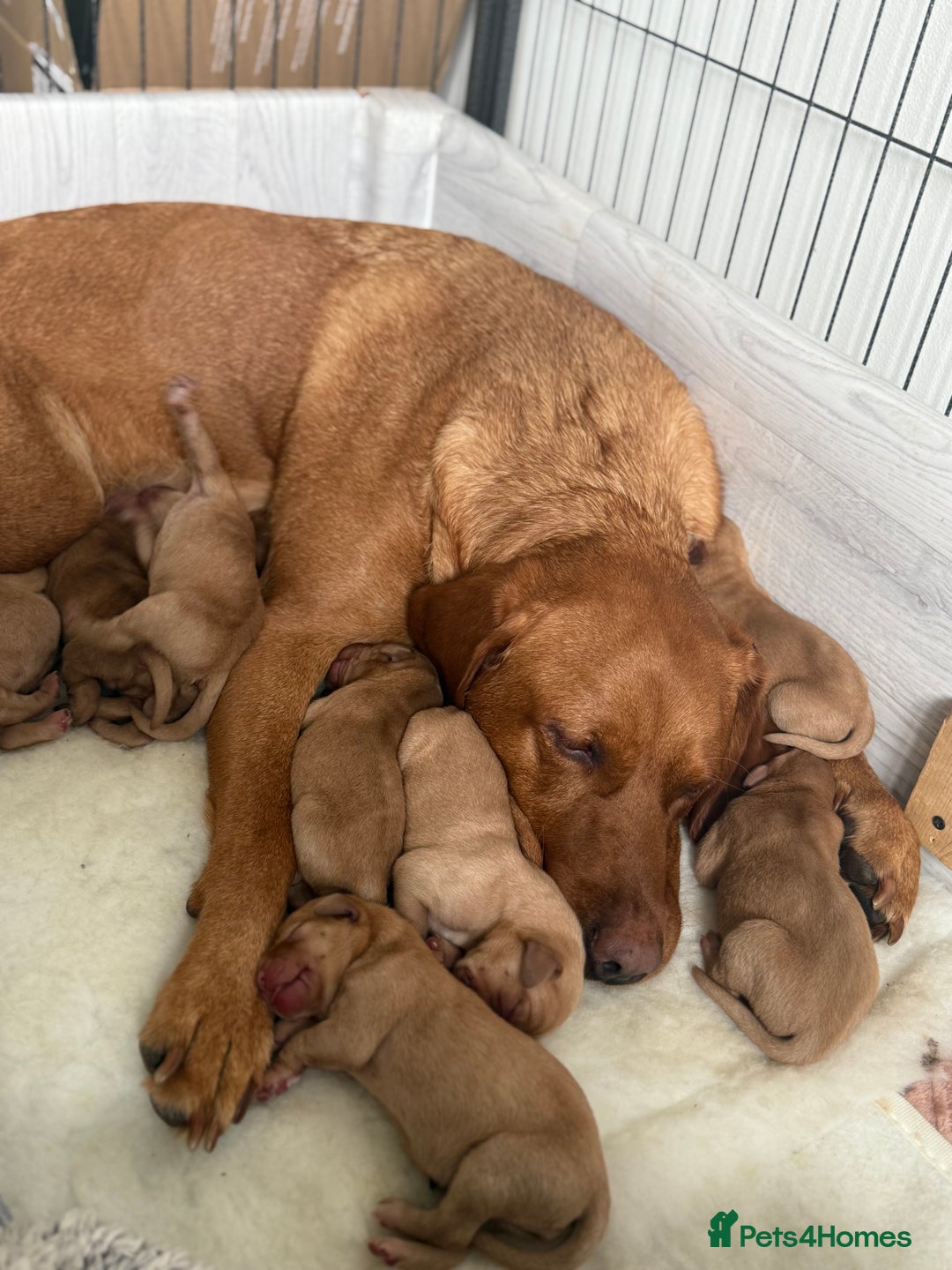 Labrador Retriever dogs for sale: Fox Red Labrador puppies  - Image 3