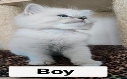 Ragdoll cats for sale: GCCF REGISTERED EUROPEAN LINE RAGDOLL KITTENS  - Image 28