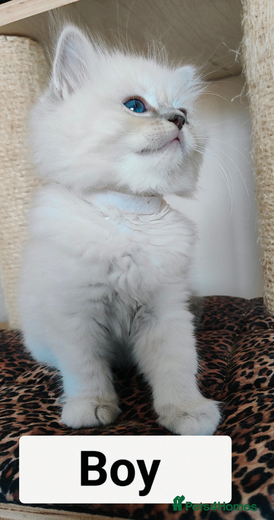 Ragdoll cats for sale: GCCF REGISTERED EUROPEAN LINE RAGDOLL KITTENS  - Image 28