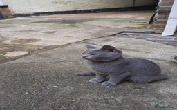 British Shorthair cats for sale: BLUE BRITISH SHORTHAIR - Image 1