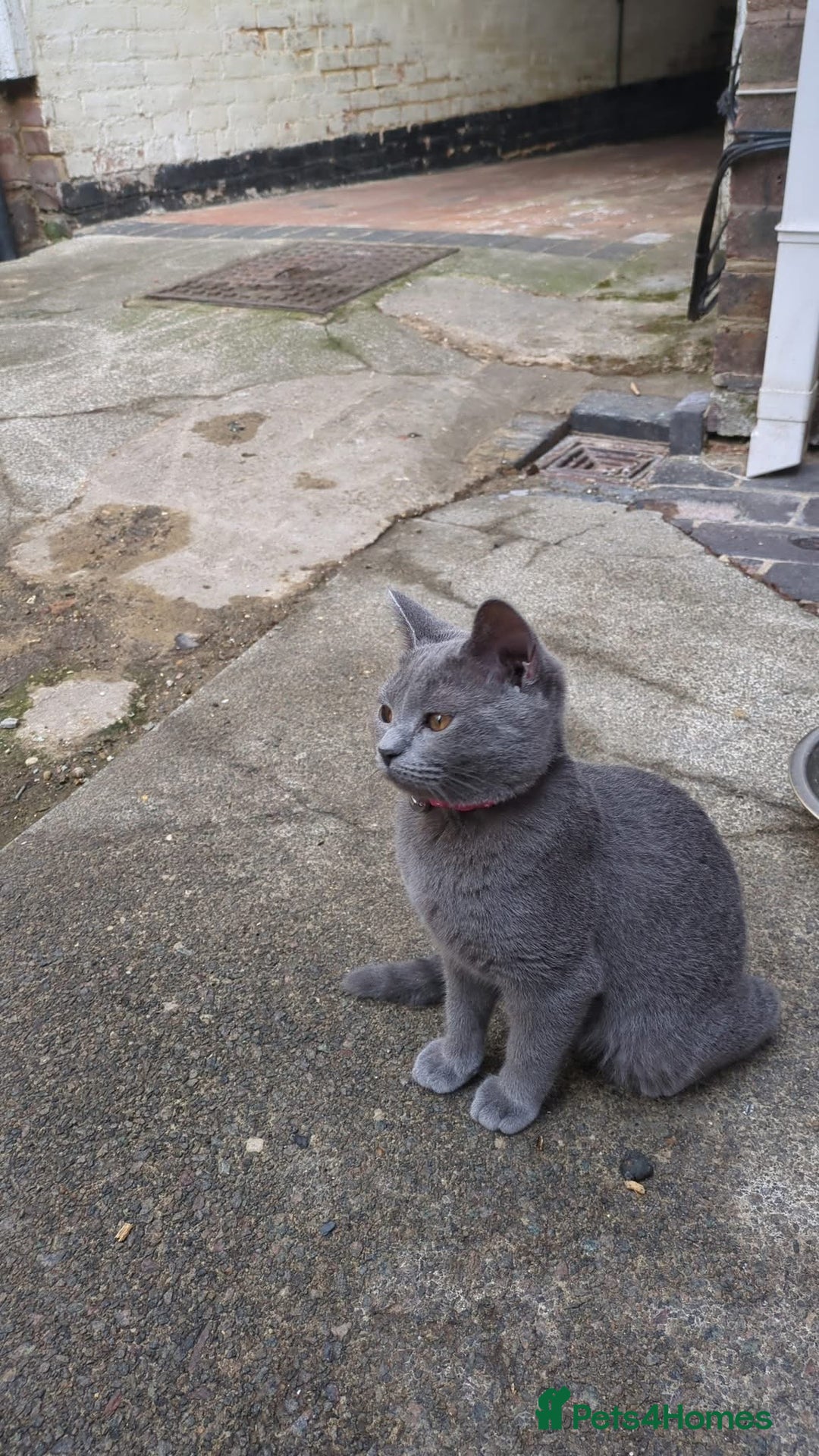 British Shorthair cats for sale: BLUE BRITISH SHORTHAIR - Image 1