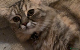 Persian cats for sale: Beloved 2 year old Persian Queen for adoption  - Image 2