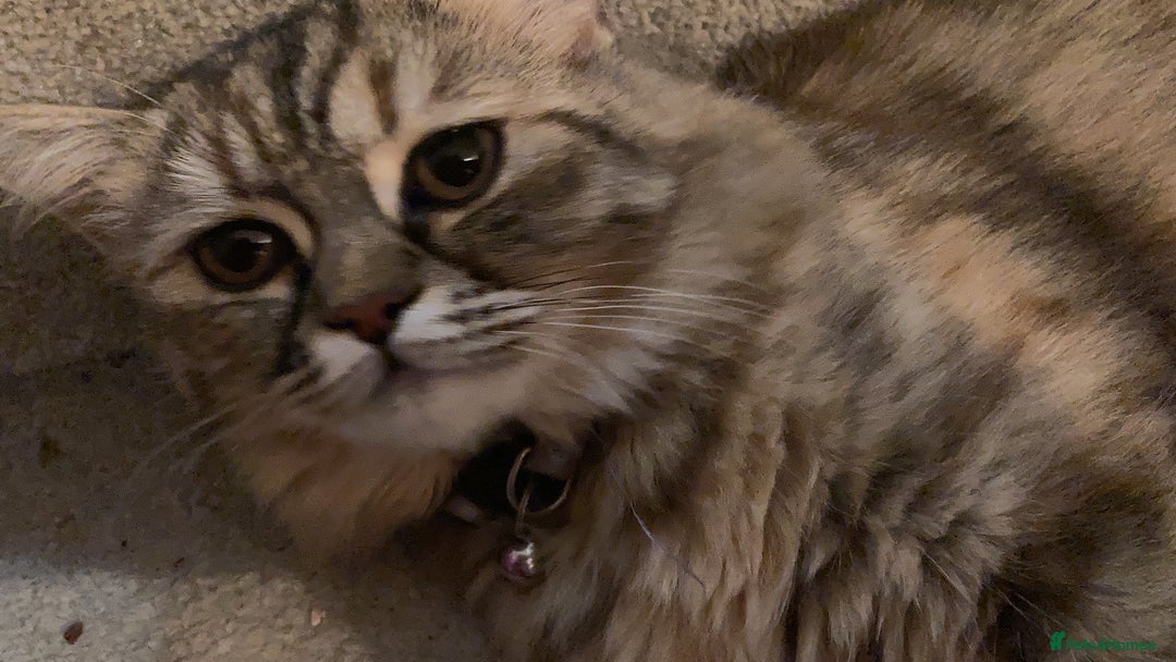 Persian cats for sale: Beloved 2 year old Persian Queen for adoption  - Image 2