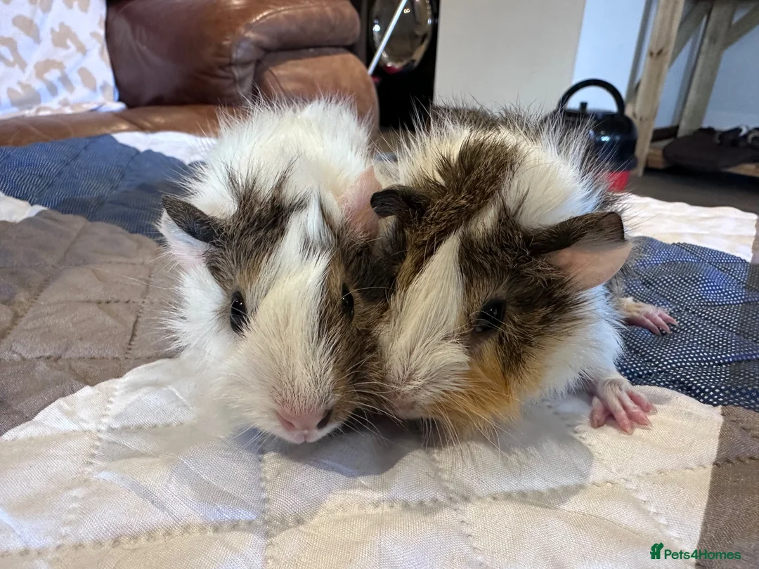 Guinea Pig rodents for sale: Long haired male guinea pig brothers  - Advert 2