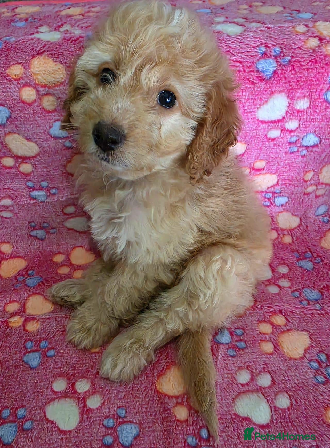 Cockapoo dogs Female Cockapoo - Advert 6