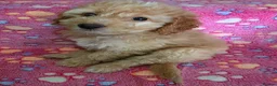 Cockapoo dogs for sale: Female Cockapoo - Advert 1