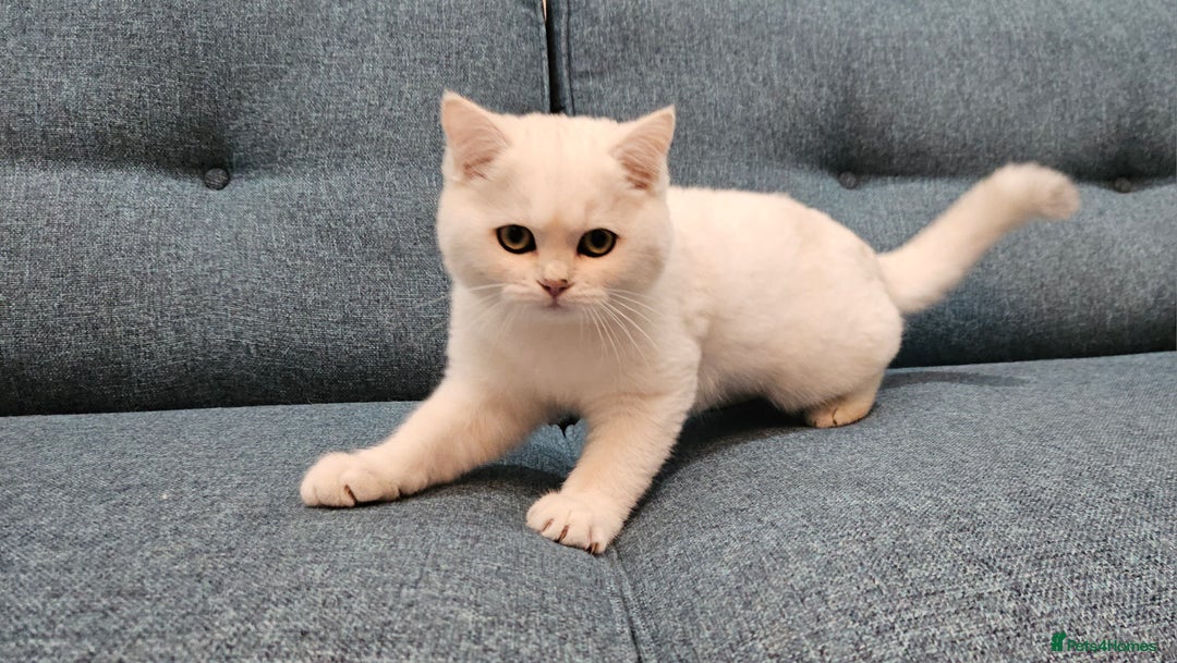 Scottish Fold cats for sale: Excellent Scottish straight kittens  - Image 26