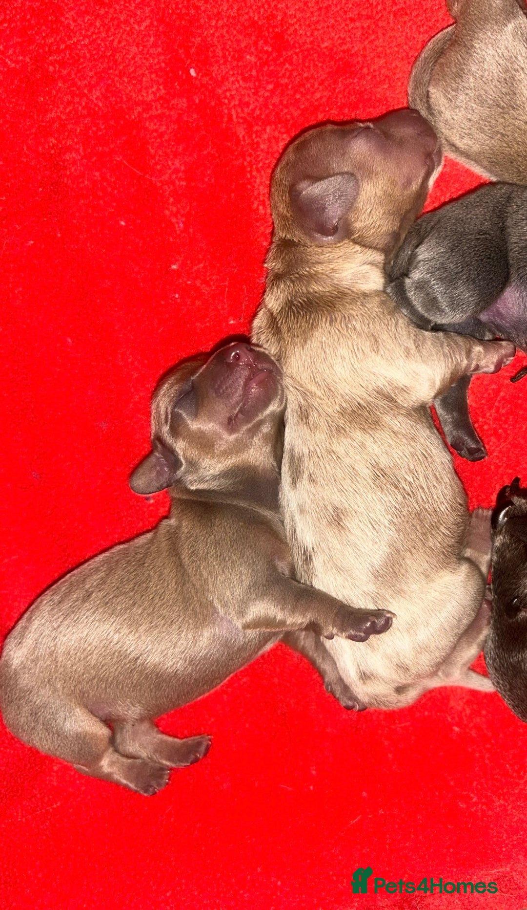 Miniature Dachshund dogs for sale: Tiny miniature kc dachshunds  - Image 3