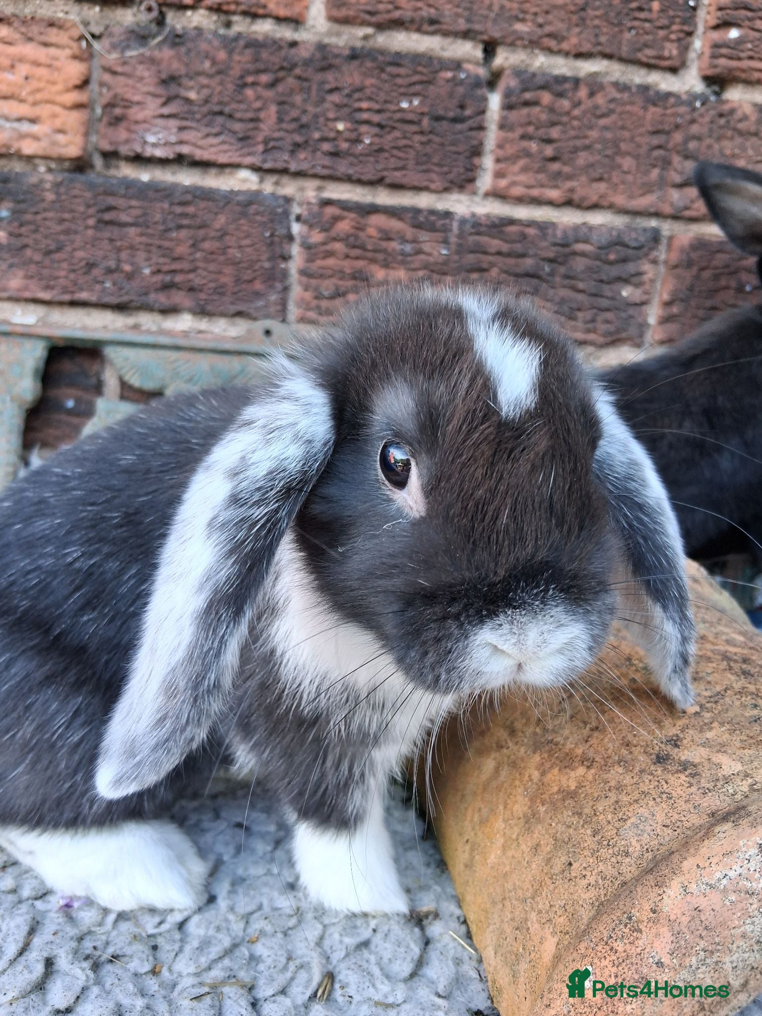 Mini Lop rabbits Two fabulous mini lop rabbits ready to go - Advert 3