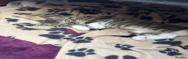 British Shorthair 2