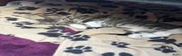 British Shorthair cats for sale: Kittens ready to fo - Advert 3