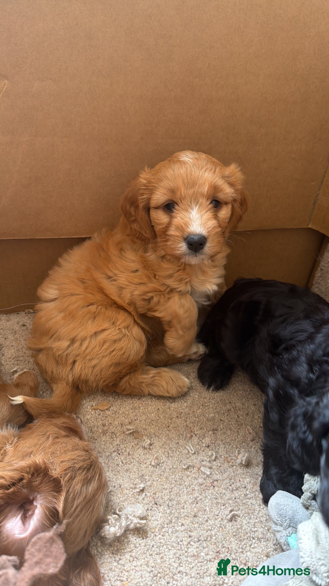 Cockapoo dogs (1 GOLDEN GIRL LEFT) First generation Cockapoo Pup - Advert 1