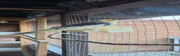 Mixed Breed birds for sale: Healthy Mix Budgies & Cockatiels for Sale in Huntingdon - Advert 8