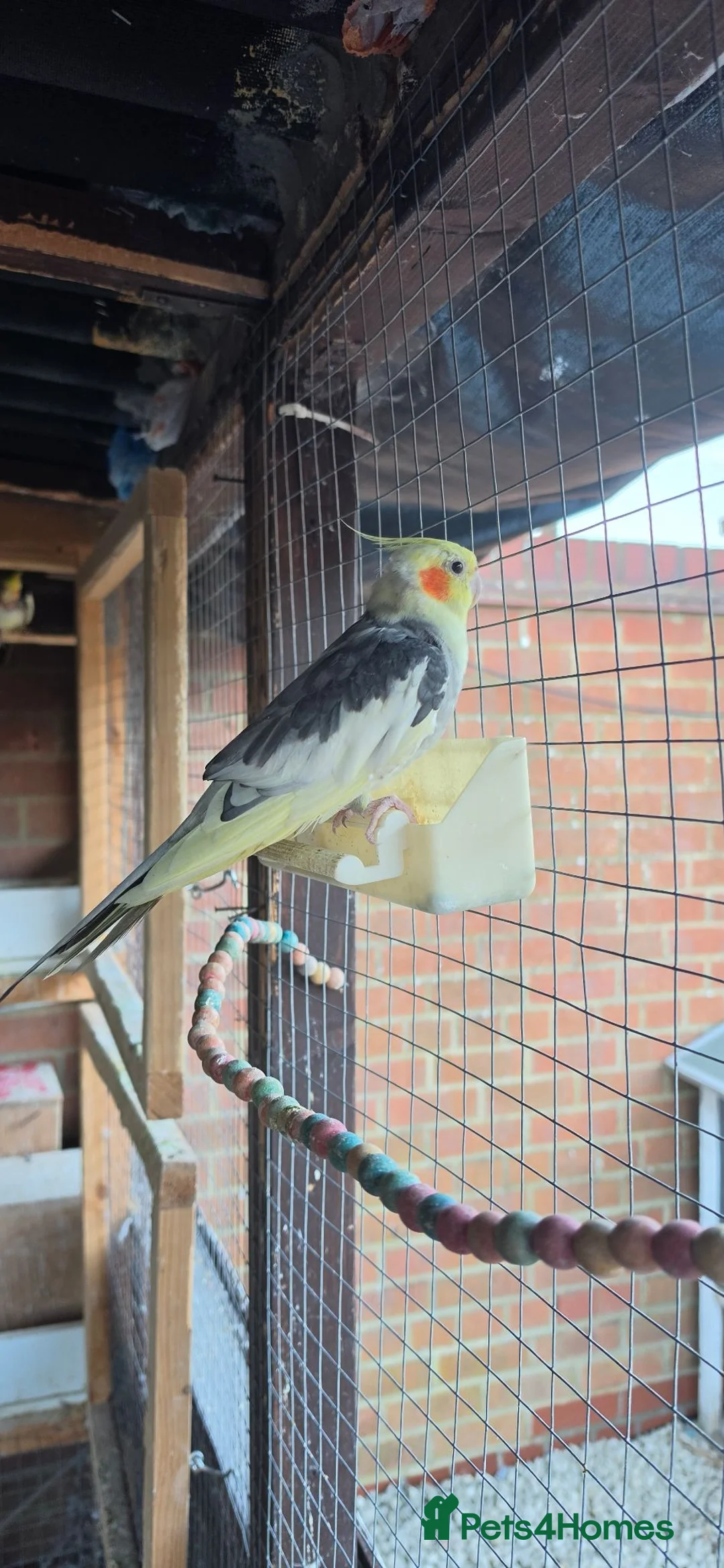 Mixed Breed birds for sale: Healthy Mix Budgies & Cockatiels for Sale in Huntingdon - Advert 8