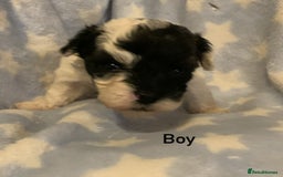 Poochon dogs for sale: F1 Poochon puppies  - Image 6