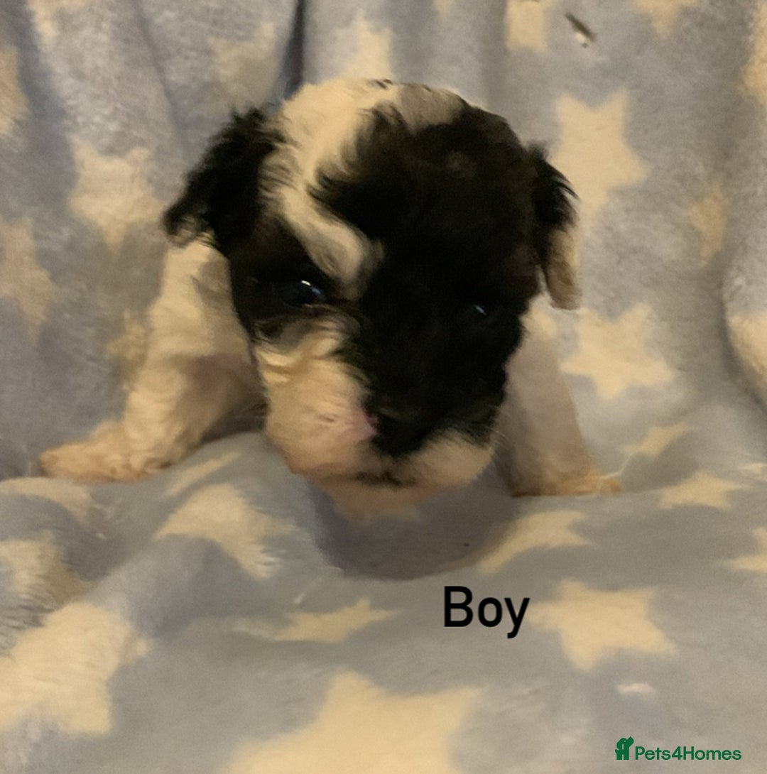Poochon dogs for sale: F1 Poochon puppies  - Image 6