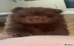 Chow Chow dogs for sale: Chocolate chow chow - Image 5