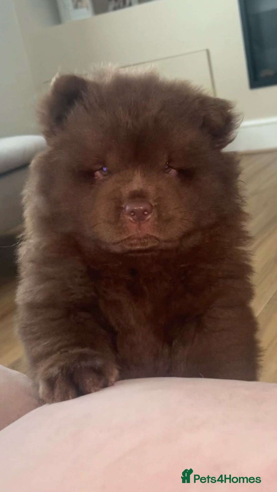 Chow Chow dogs for sale: Chocolate chow chow - Image 5
