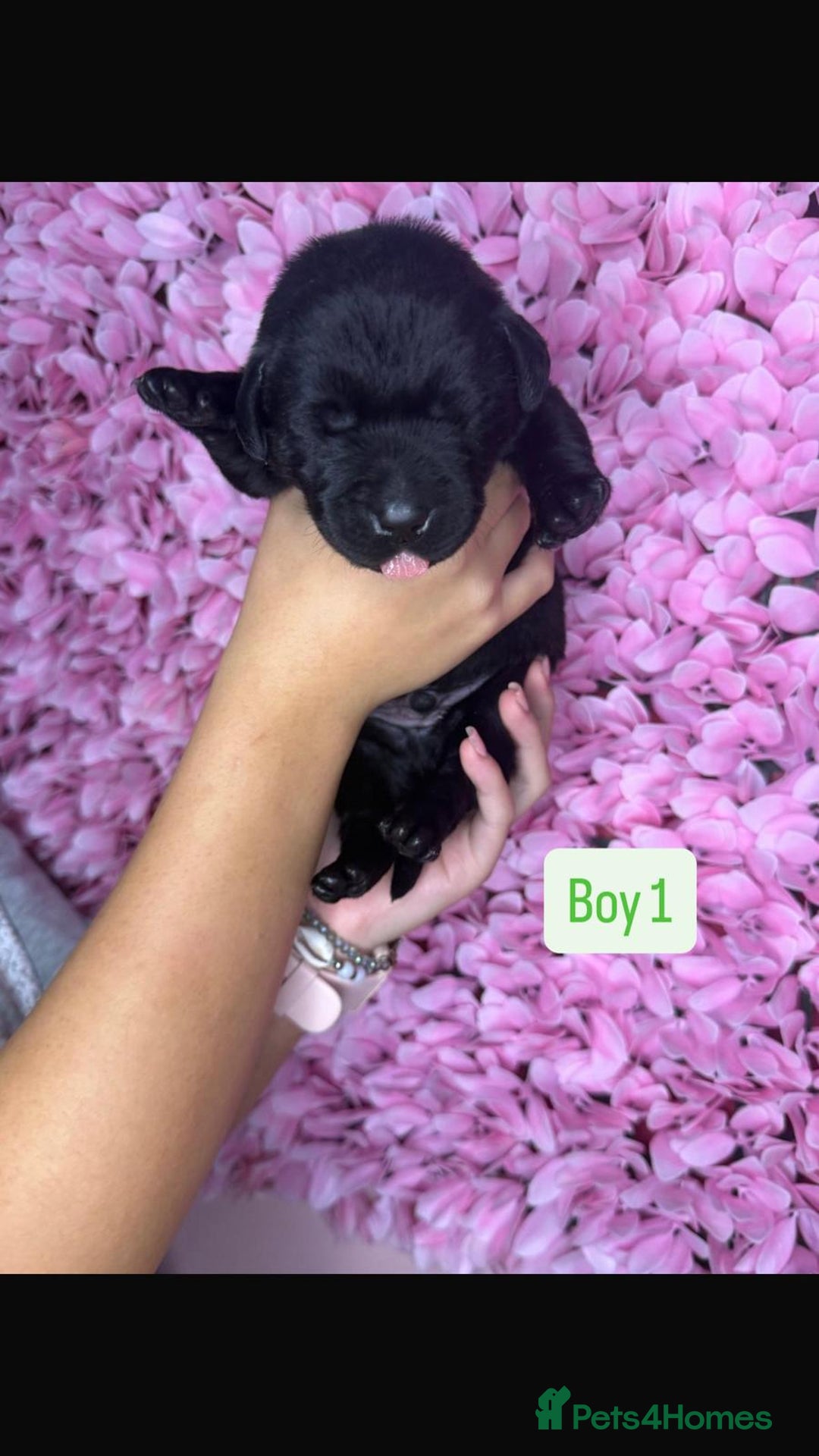 Labrador Retriever dogs for sale: Litter of 9 Labrador puppies for sale  - Image 11