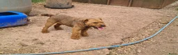 Mixed Breed dogs for sale: Border x lakeland terriers  - Advert 3