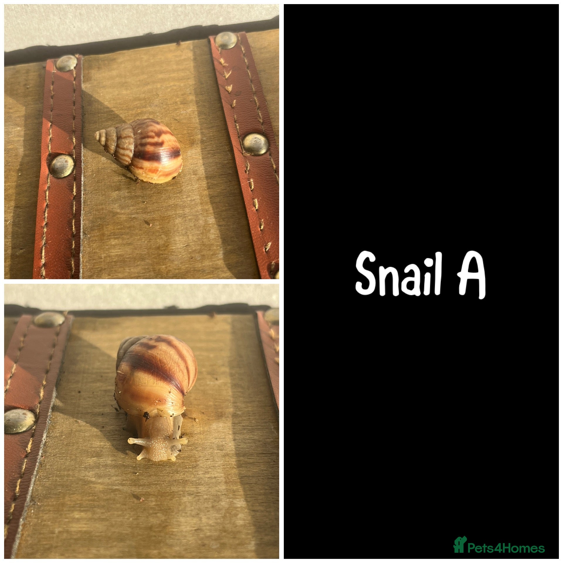 Snails invertebrates Baby giant African land snails  - Advert 10