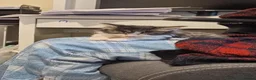 Ragdoll cats for sale: Ragdoll cross kittens in Andover - Advert 13