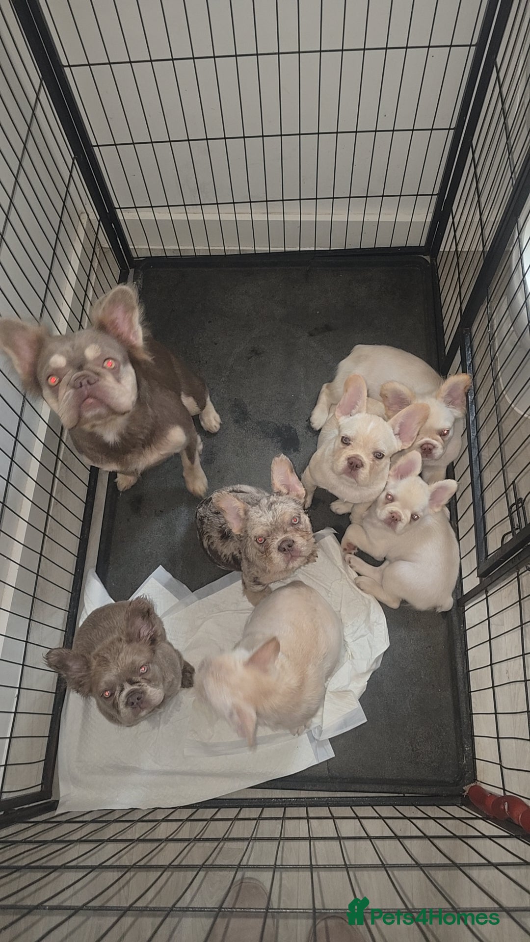 French Bulldog dogs for sale: Pet price pup sale - Image 1