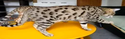 Bengal cats for sale: Gorgeous Brown Rosetted Boy  - Advert 5