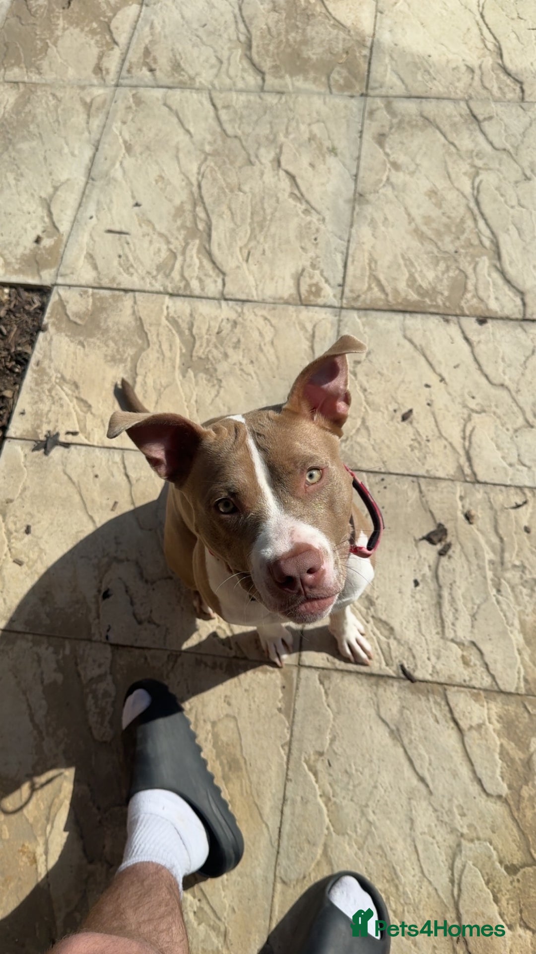 American Bull Staffy dogs for sale: This is Kacy the American staff mix America bully  - Advert 2