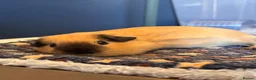 Guinea Pig rodents for sale: Male bonded guinea pigs  - Advert 8