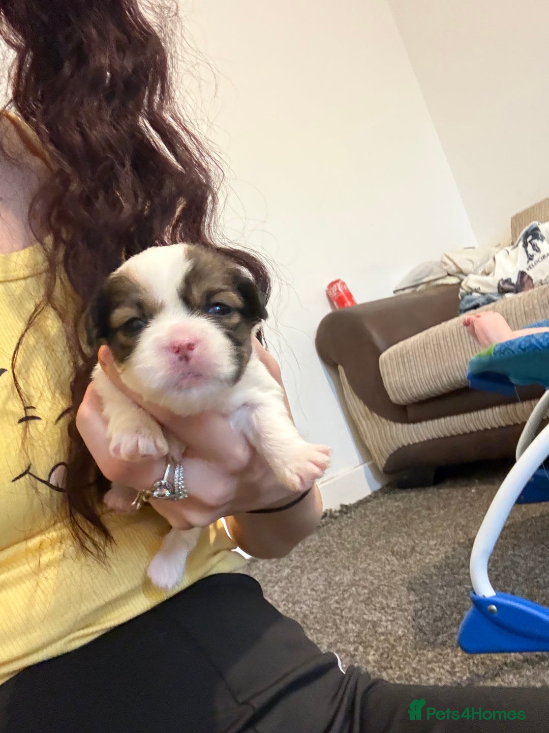 Mixed Breed dogs for sale: Miniature pinscher crossed Shih Tzu  - Advert 5